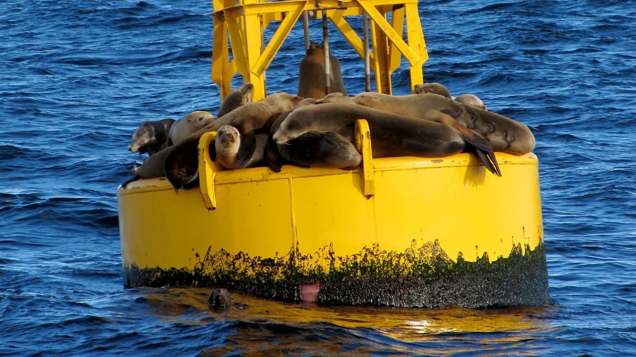 California sea lions relax on a buoy in the Golden Gate Strait near San Francisco Bay.