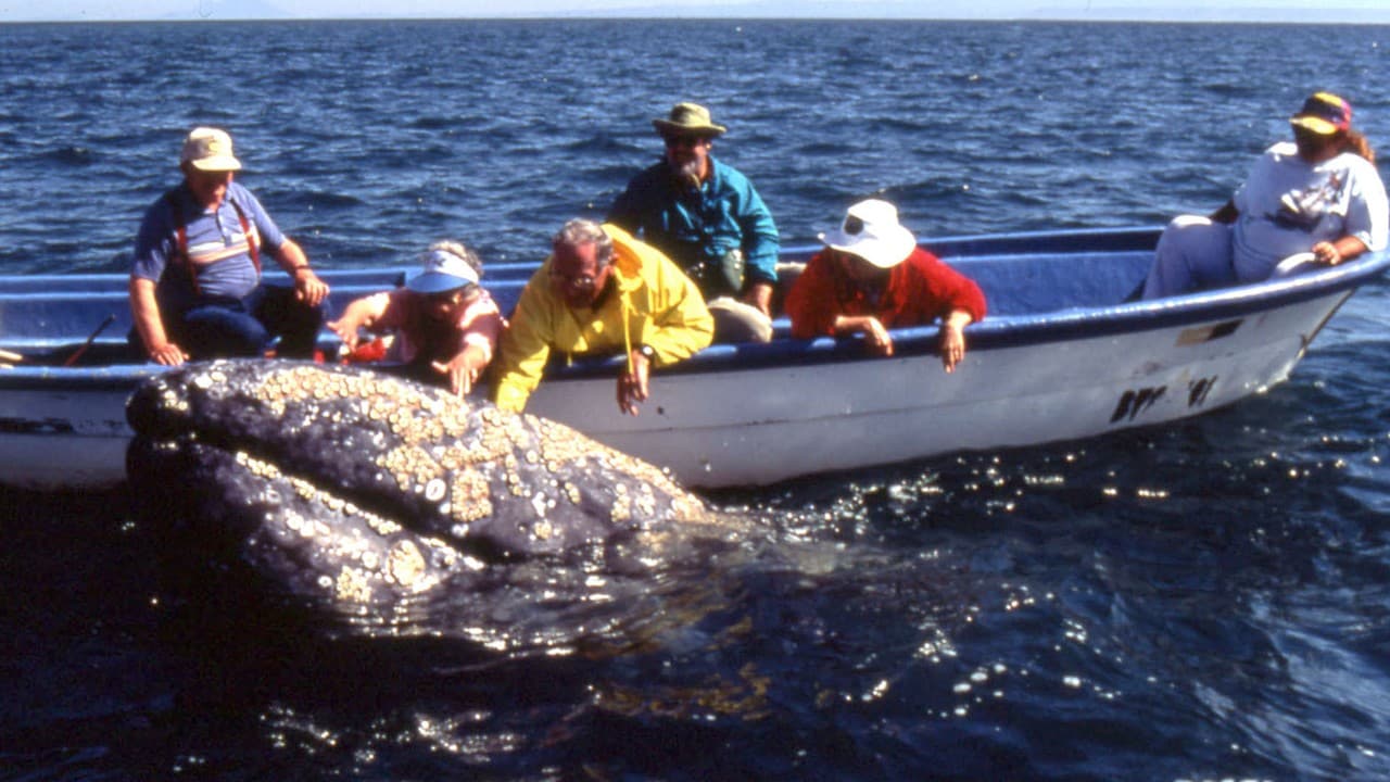 Ecstatic whale watchers pet a gray whale – known as an “amistosa,” or friendly whale – in San Ignacio Lagoon in Baja California, Mexico.
