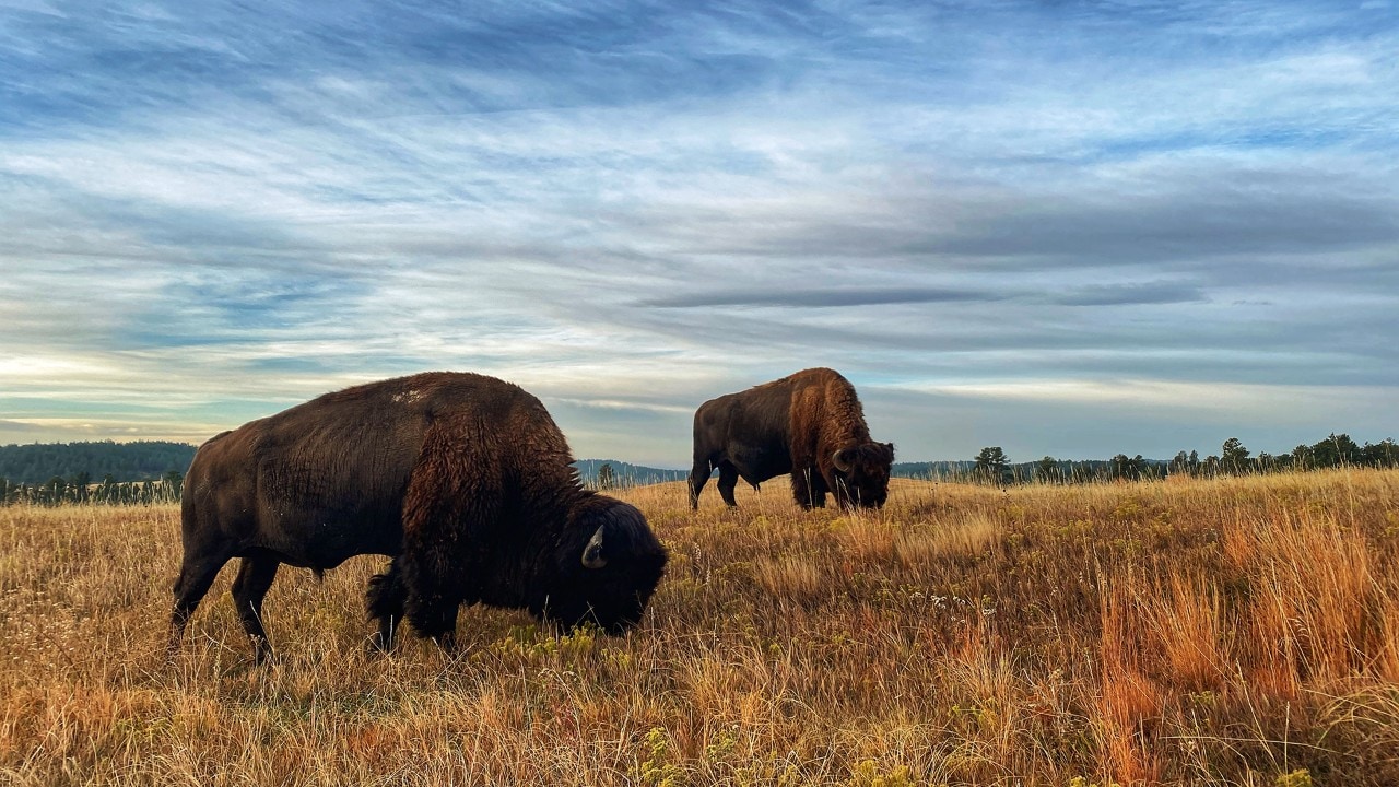 Bison roam the grasslands at Wind Cave National Park. 