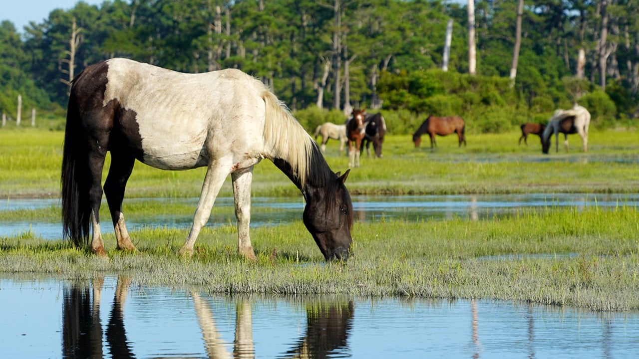 A Paint horse drinks on a hot August afternoon at Chincoteague National Wildlife Refuge.