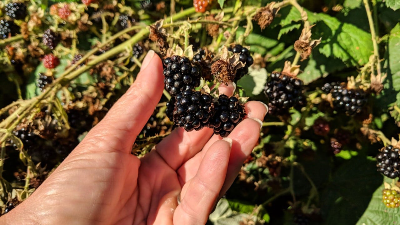 Tonya Clement picks wild blackberries near Nehalem Bay, Oregon.