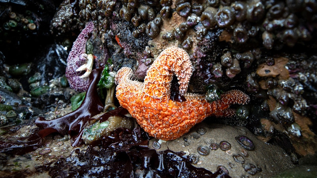 Starfish in the tidal pools of the Oregon coast