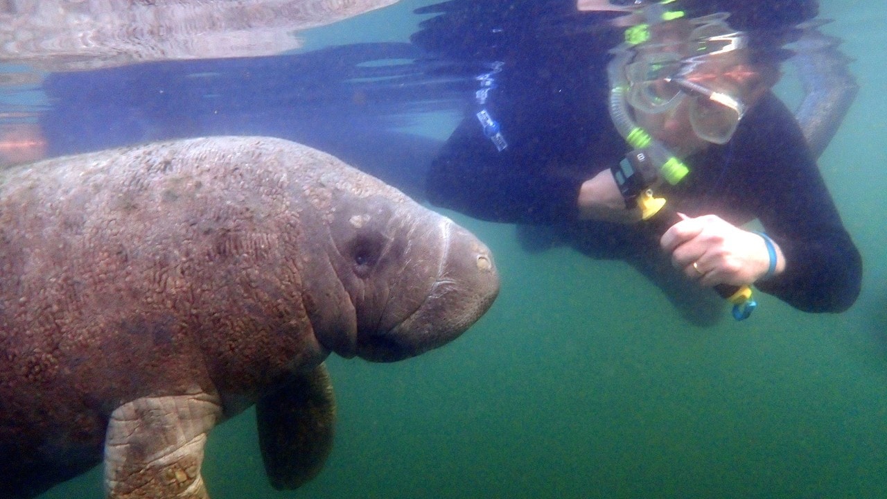 The writer observes a manatee up-close. Photo by River Ventures