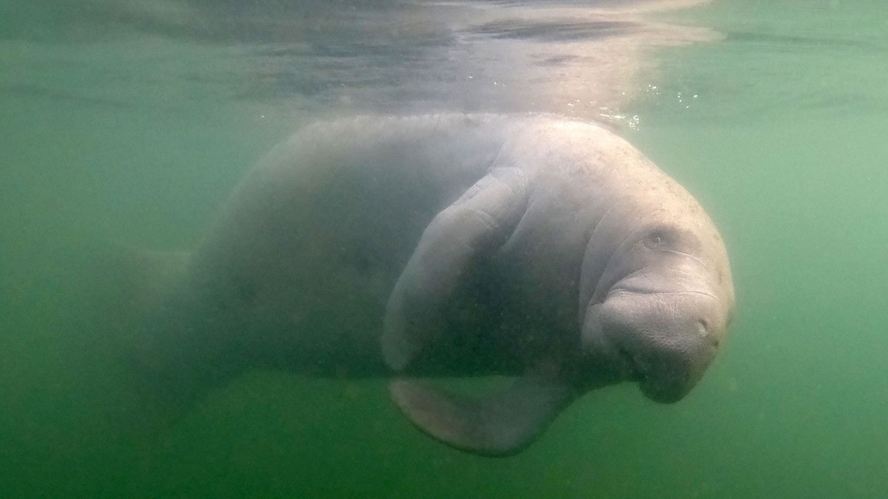 Manatees are curious creatures and will come to you if you remain passive in the water.