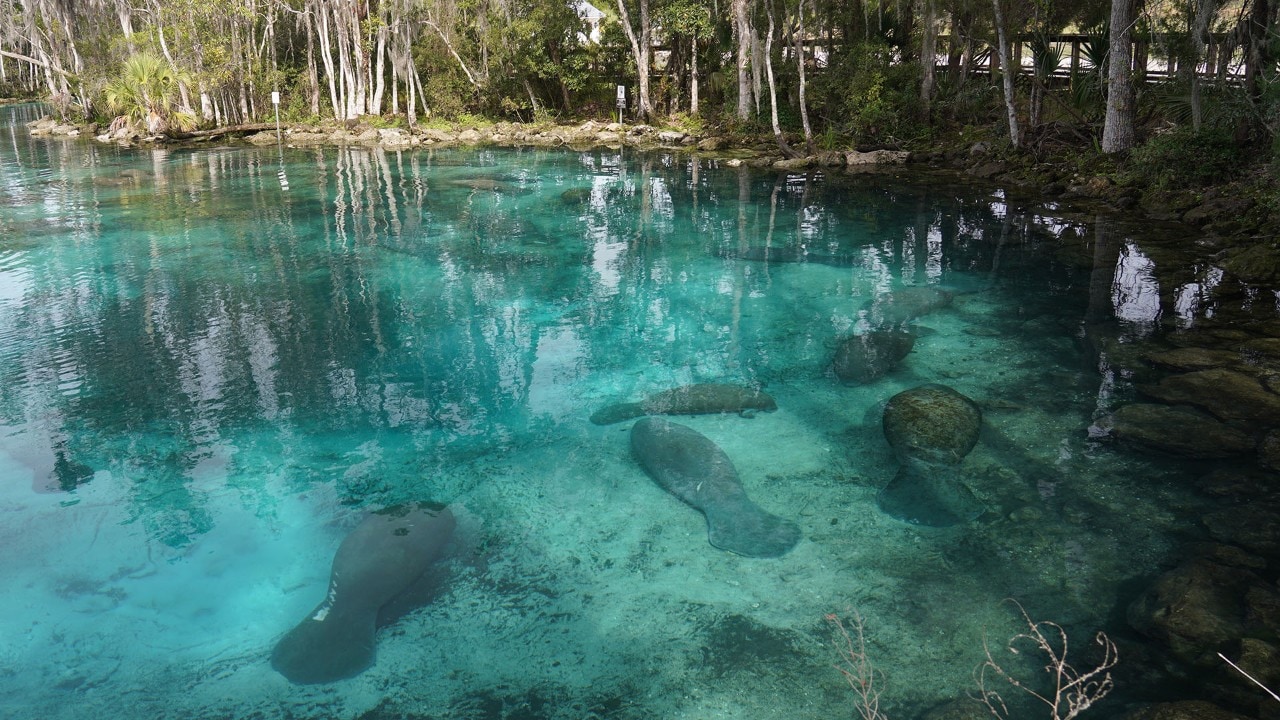 On a cold day, dozens of manatees head to Three Sisters Springs.