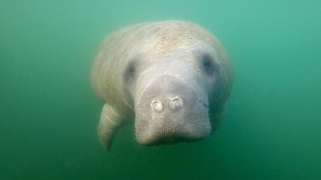 The first encounter with a 1,000-pound manatee can be intimidating, but it's perfectly safe.
