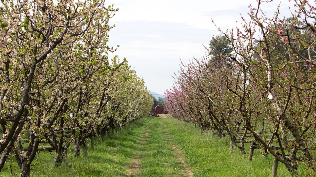 Frog Hollow Farm. Photo by Jay Zschunke