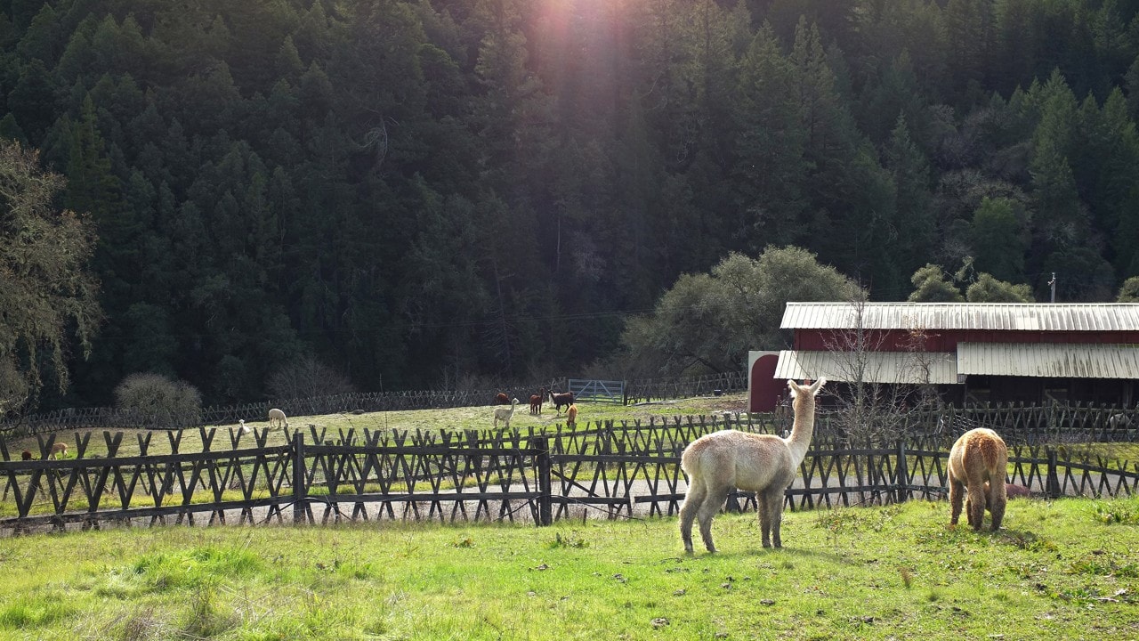 Alpacas Route