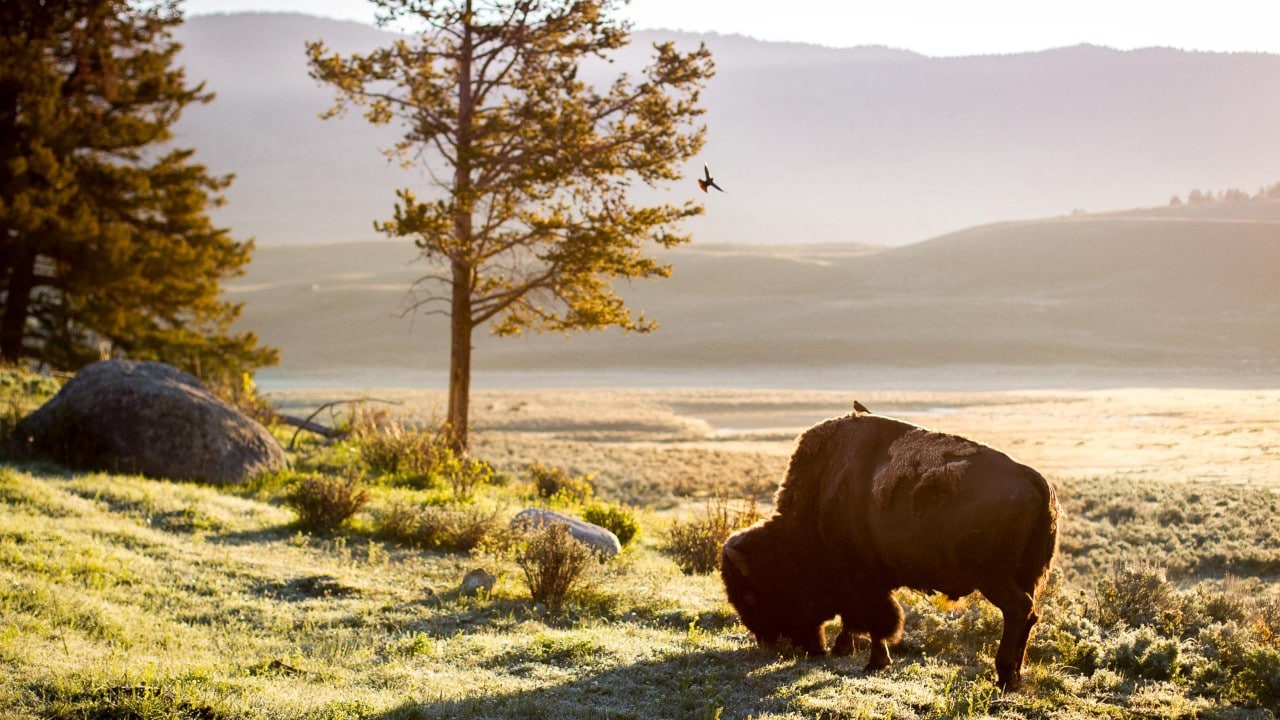 Male bison generally travel alone or in groups of two or three. This bison grazes alone with a tiny friend perched on his back.