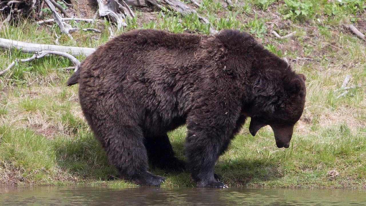 Grizzly bear