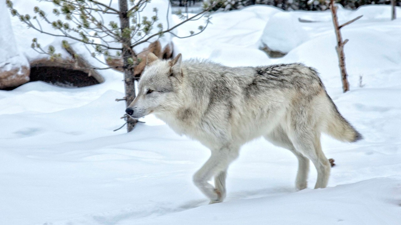 Gray wolf
