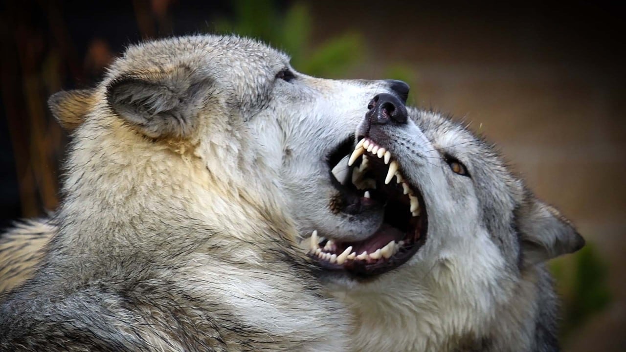 Wolves at play