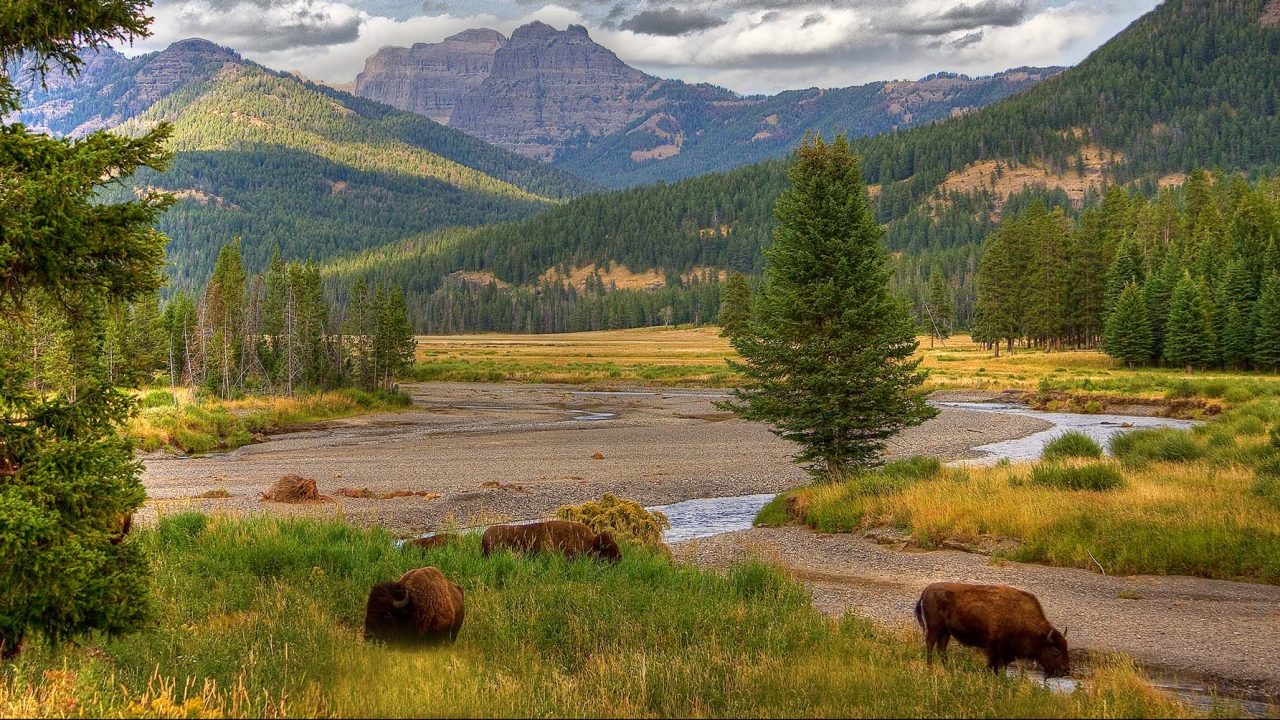 Yellowstone's beauty can stop you in your tracks. Photo by Getty Images
