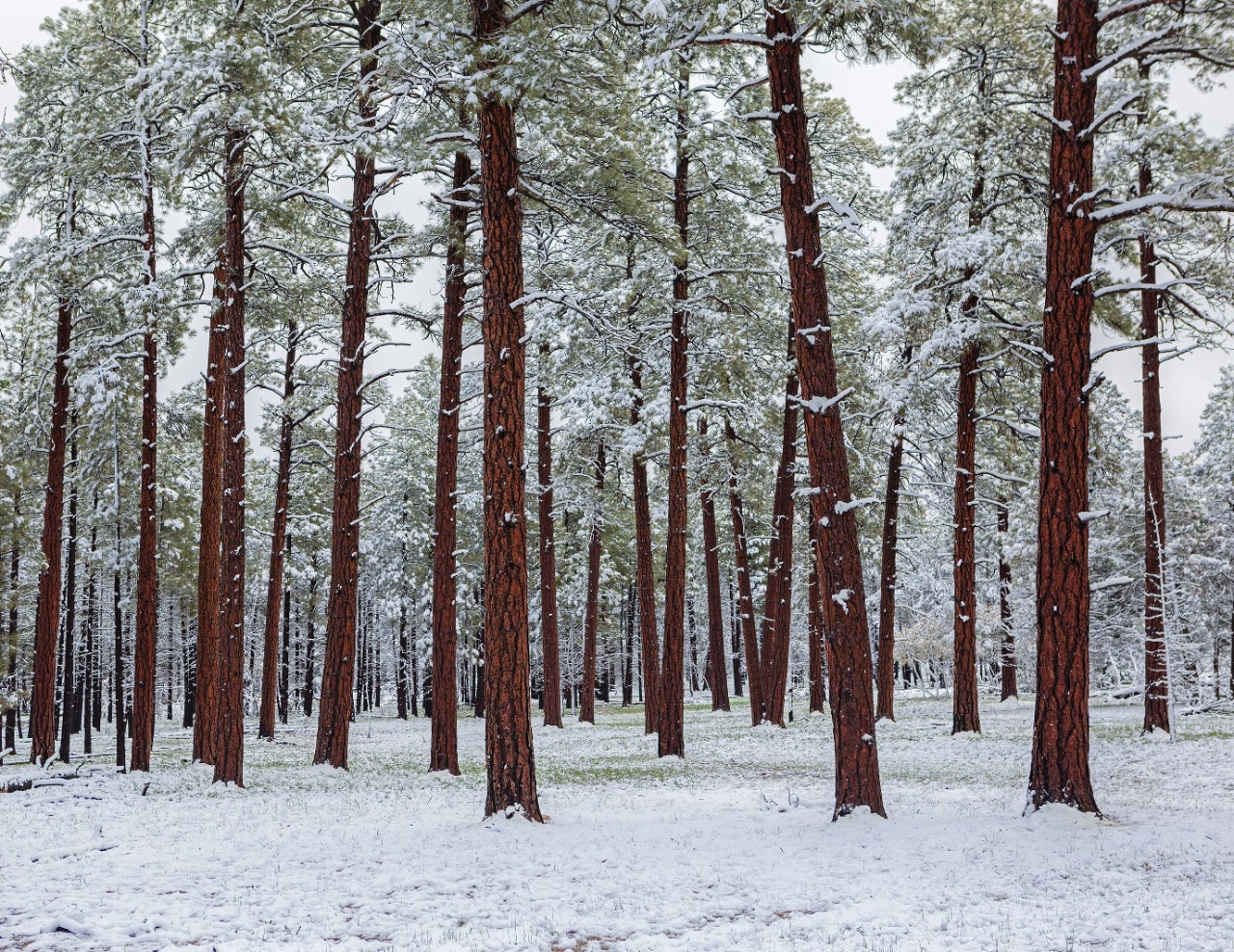 Fort Tuthill County Park