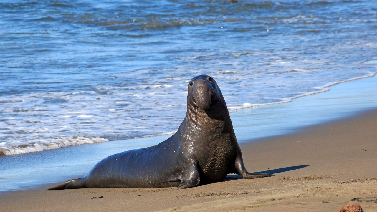 Piedras Blancas Elephant Seal Rookery