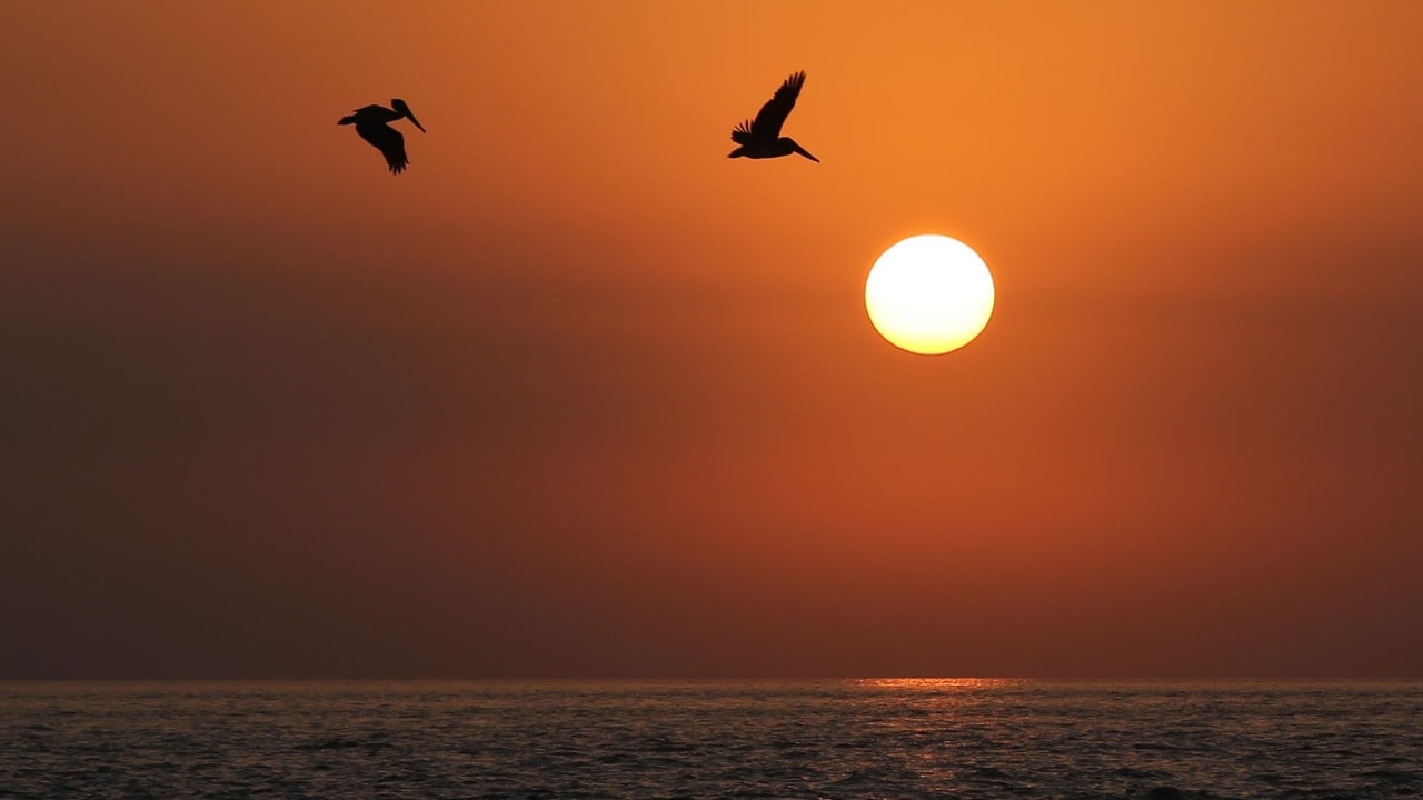 Birds at Sea