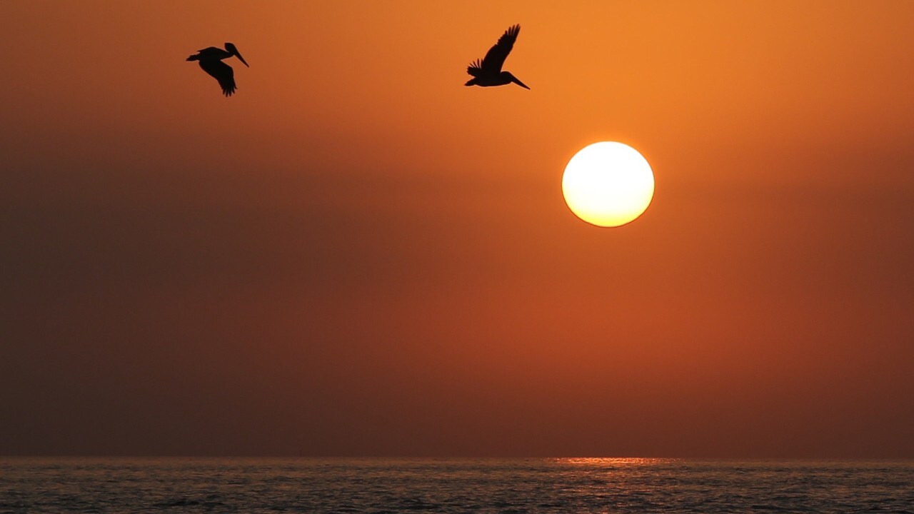 Birds flying at sunset