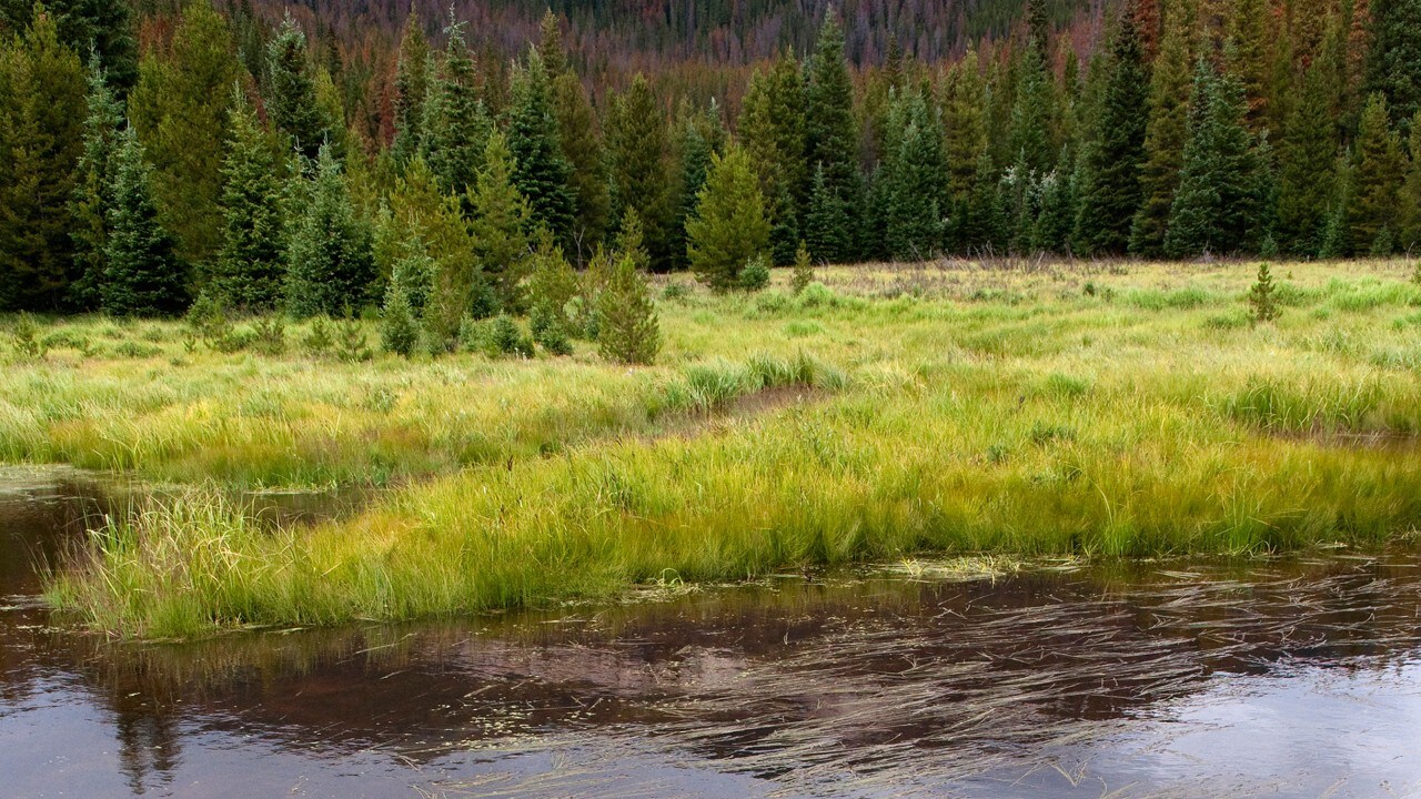 Pasto de pradera en un río