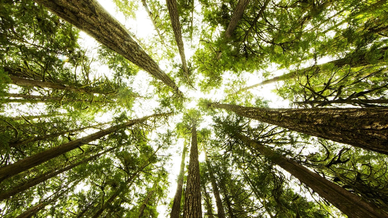 Bosque de árboles